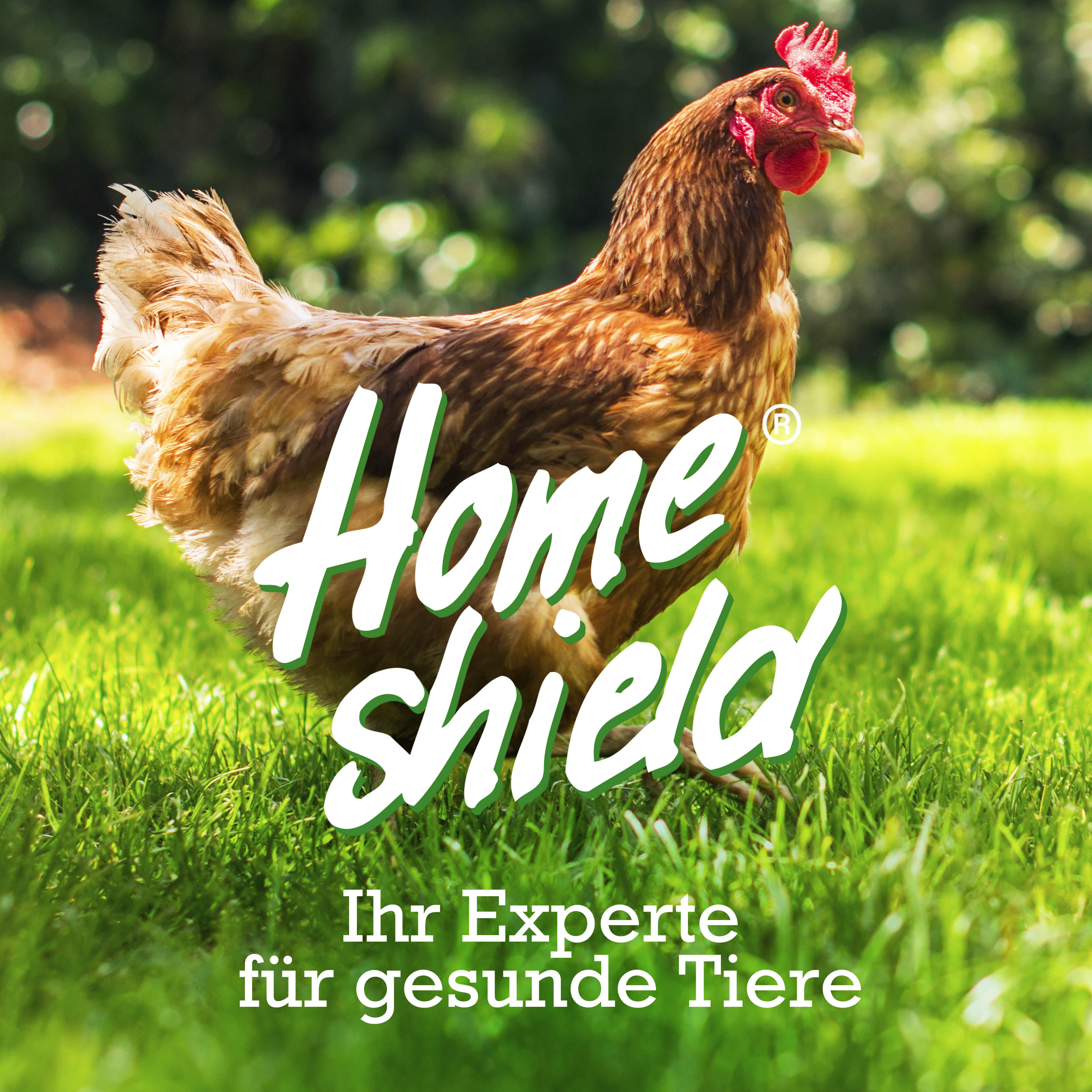 Huhn Grafik im Kampf gegen die rote Vogelmilbe im Hühnerstall für Milbenprophylaxe und Milbennachbehandlung